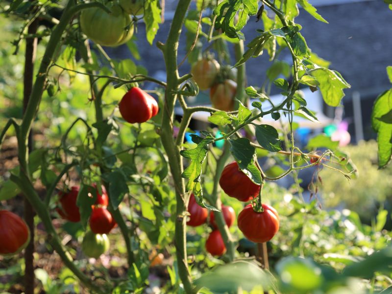 Tomates plantées tous les 50cm