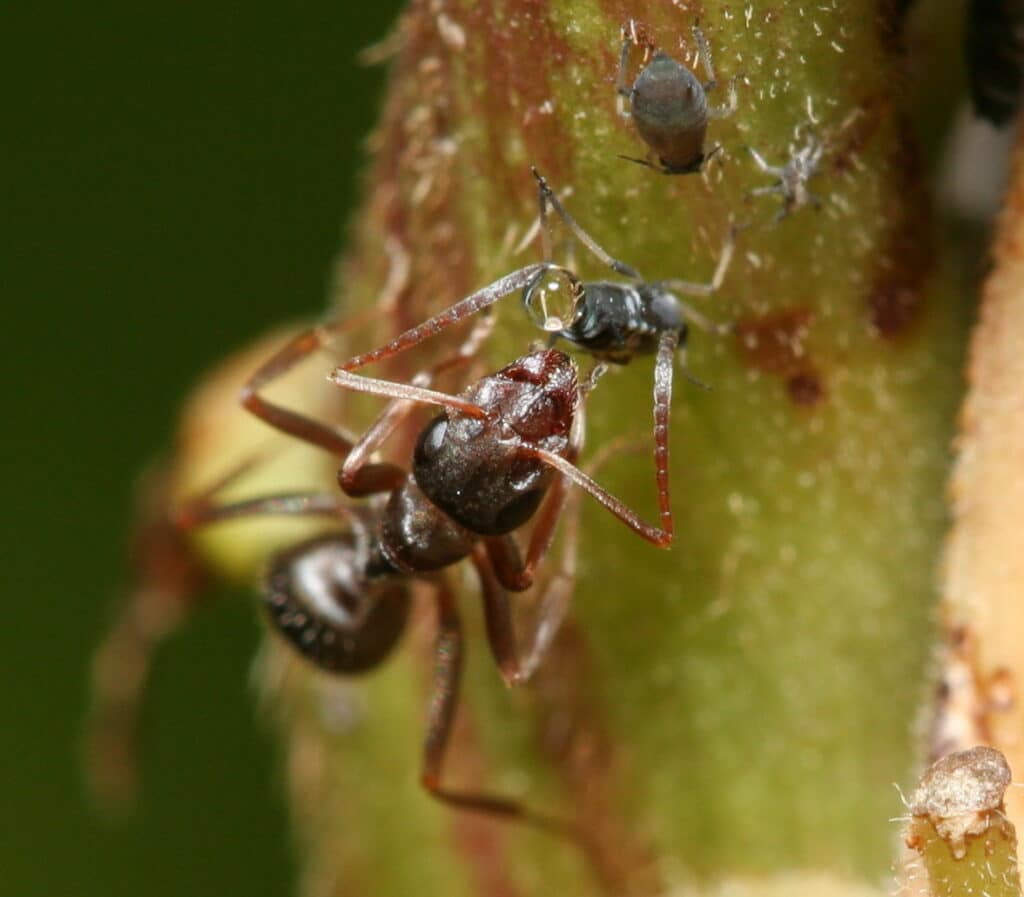 puceron miellat fourmis