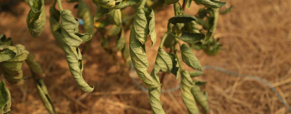 enroulement feuilles tomate