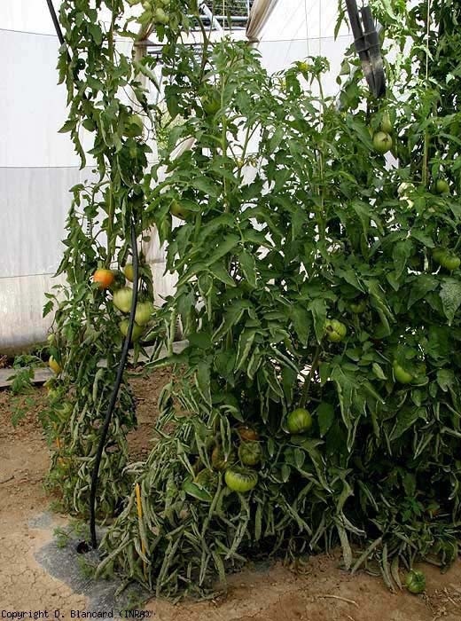 feuilles enroulées tomate