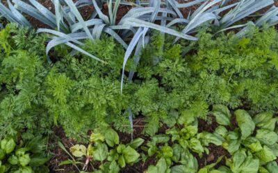 Potager d’hiver : c’est le moment !