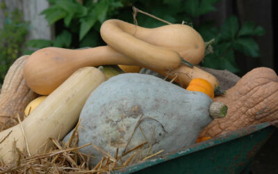 Conserver ses légumes pour l’hiver