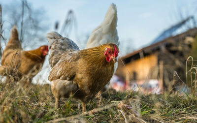 Préparer la saison froide pour les poules