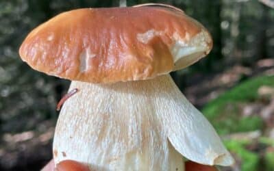 À la recherche des champignons