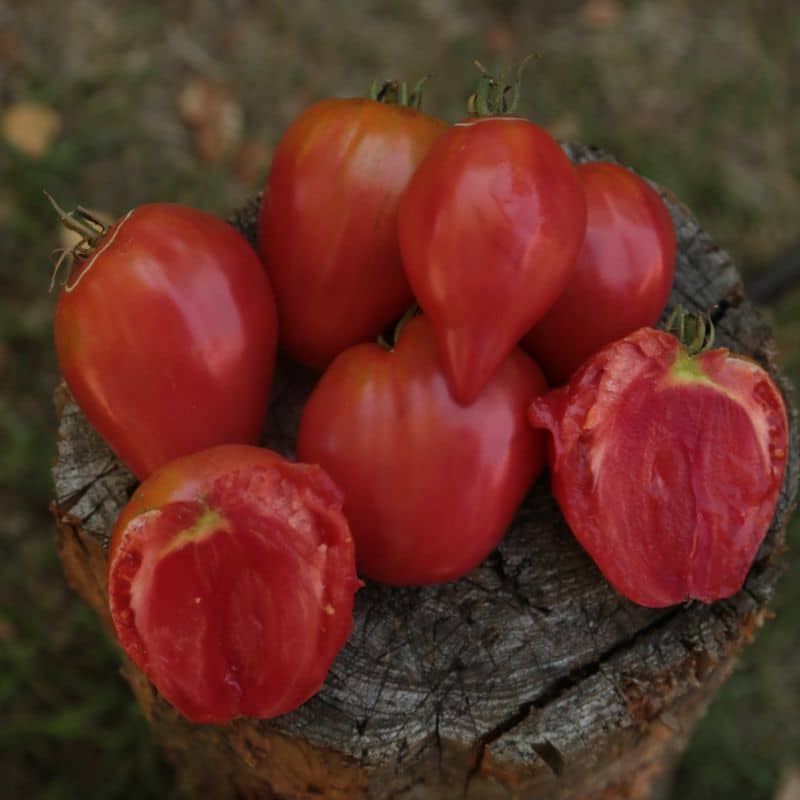 Packs de graines 2026 : Tomates et laitues – Image 10