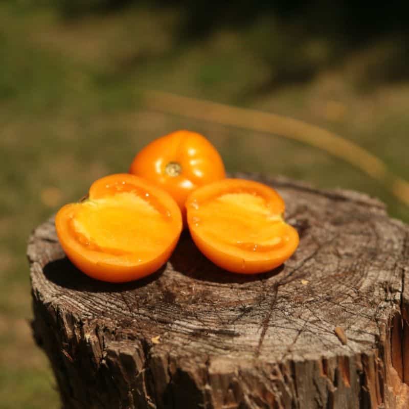 Packs de graines 2026 : Tomates et laitues – Image 16