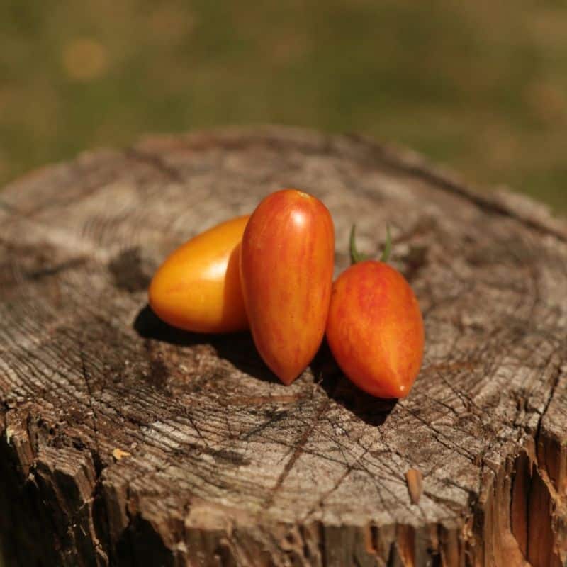 Packs de graines 2026 : Tomates et laitues – Image 6