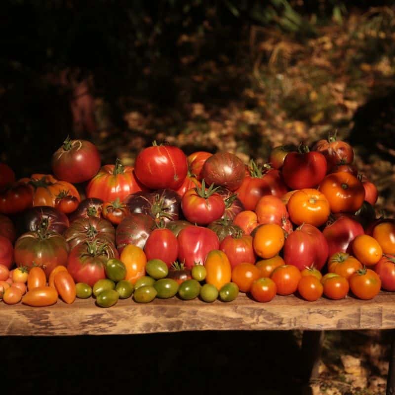 Packs de graines 2026 : Tomates et laitues