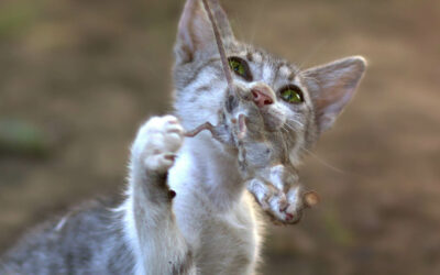 [Article abonnés] Les chats et leurs impacts sur la biodiversité