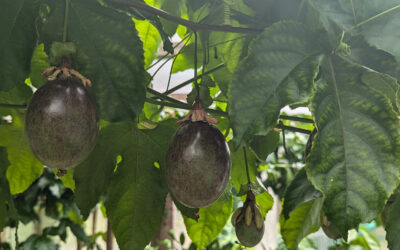 [Article abonnés] Des fruits de la passion partout en France