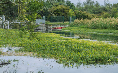 [Article abonnés] Les plantes invasives