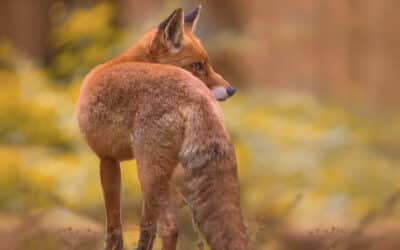 [Article abonnés] Le renard, un mal aimé pourtant utile