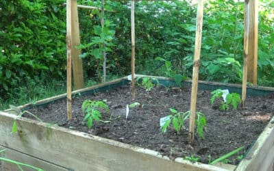 Potager surélevé : Retour sur 15 ans d’expérience et astuces pratiques