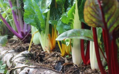 [Article abonnés] Invitez les blettes au jardin