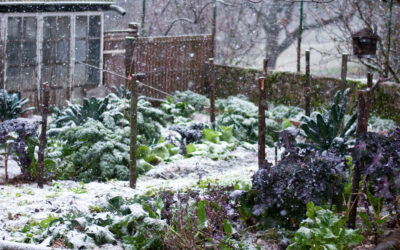 [Article abonnés] ‘Choux must go on’ : le potager continue en hiver !