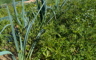 [Article abonnés] Que d’herbe !