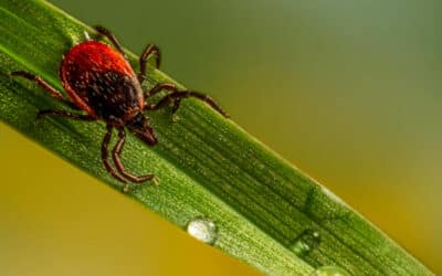 [Article abonnés] Focus sur la tique