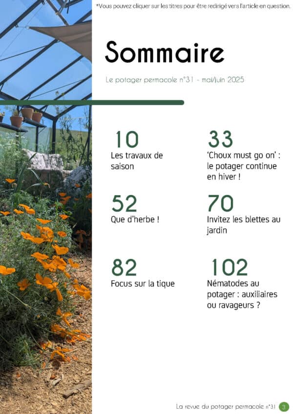 N°31 - Choux must go on : le potager continue en hiver – Image 2
