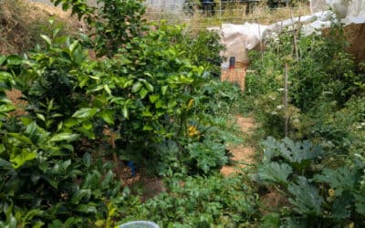 [Article abonnés] Des bruits qui courent au potager…