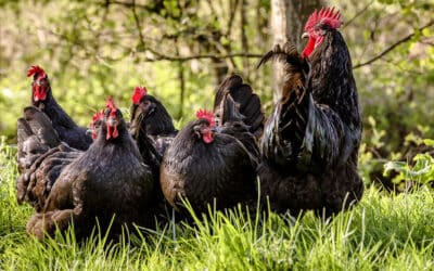 [Article abonnés] Adopter des poules : guide complet