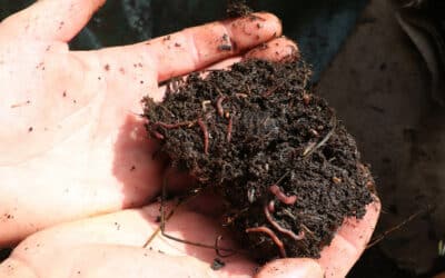 [Article abonnés] Analyser son sol : connaître pour mieux cultiver