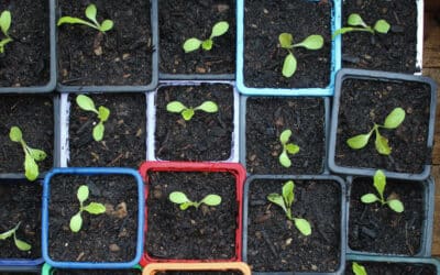 [Article abonnés] : Les semis précoces pour lancer la saison