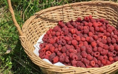 Framboisiers : tous nos conseils pour des récoltes abondantes