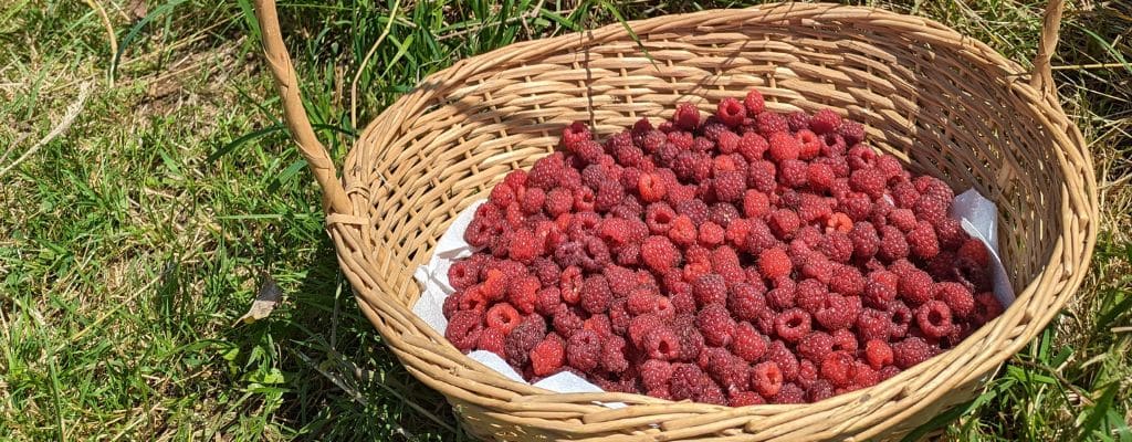 récolte framboises