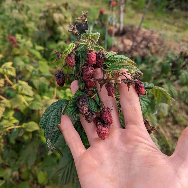 framboises séchées ravageur 