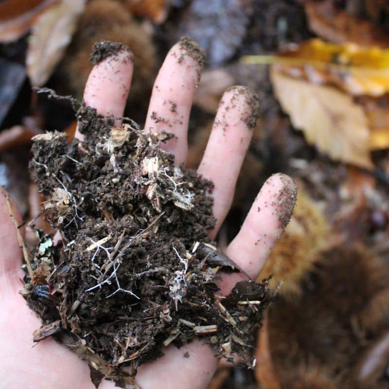 framboisiers plante de sous bois 