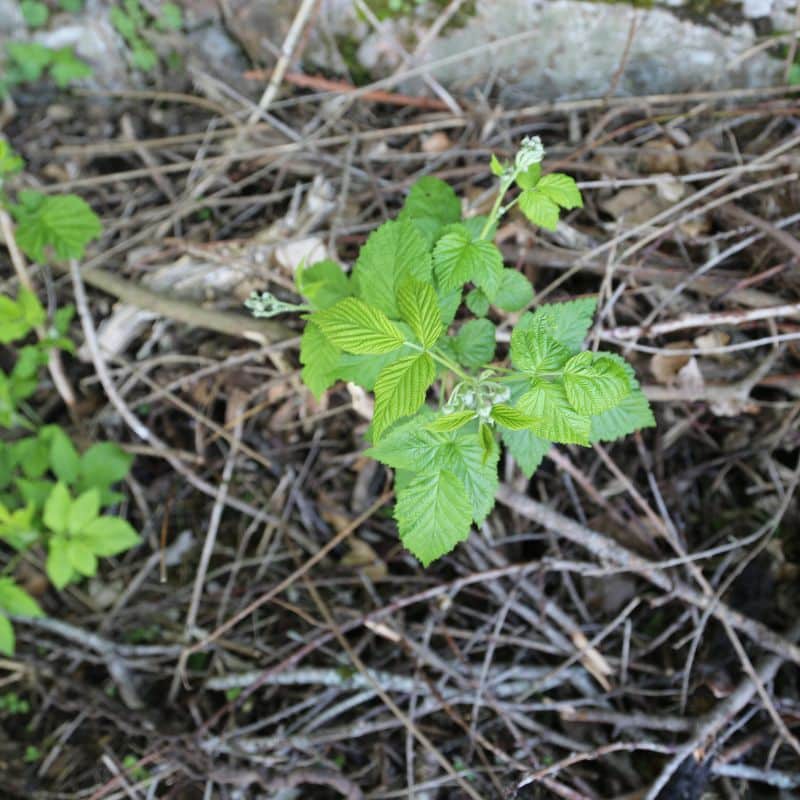 paillage framboisiers