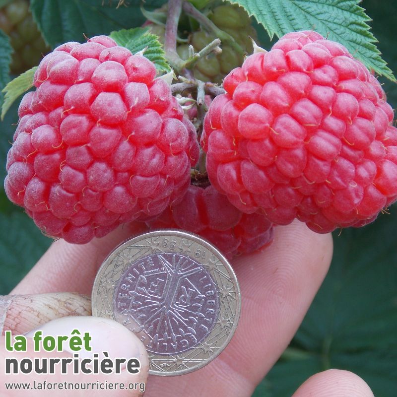 framboise variété Himbo Top 
