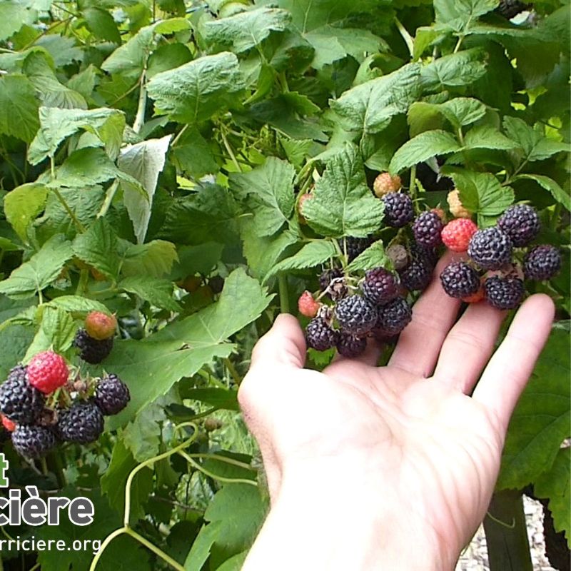 framboise noire Tayberry