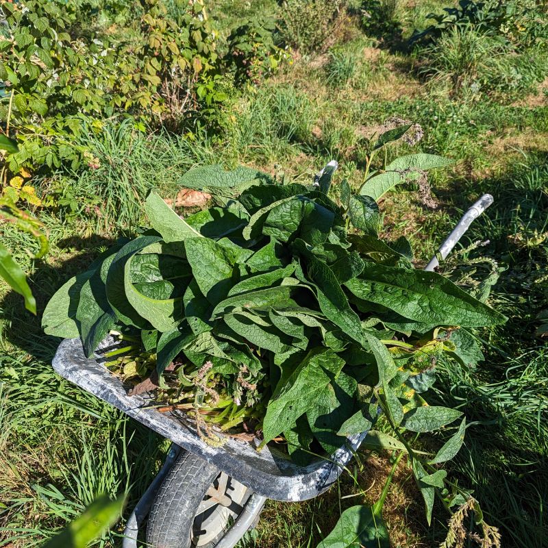 consoude paillage frmaboisiers 