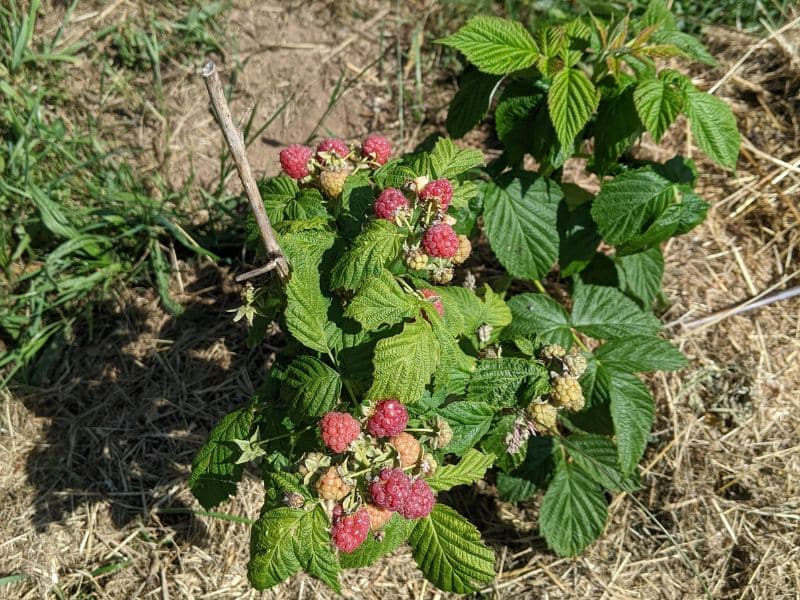 Paillage framboisiers 