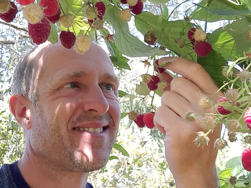 framboises remontantes