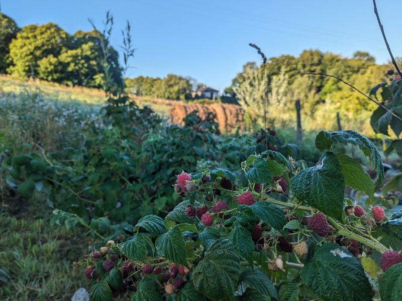 framboises culture 