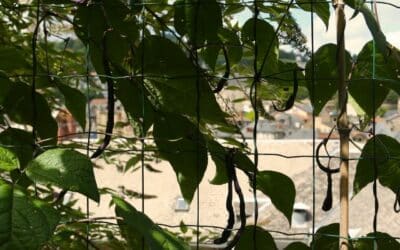 Les haricots : du semis à la récolte – Guide complet