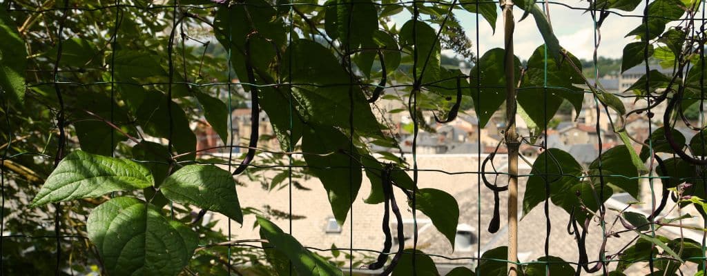 BANDO haricots a rame violet