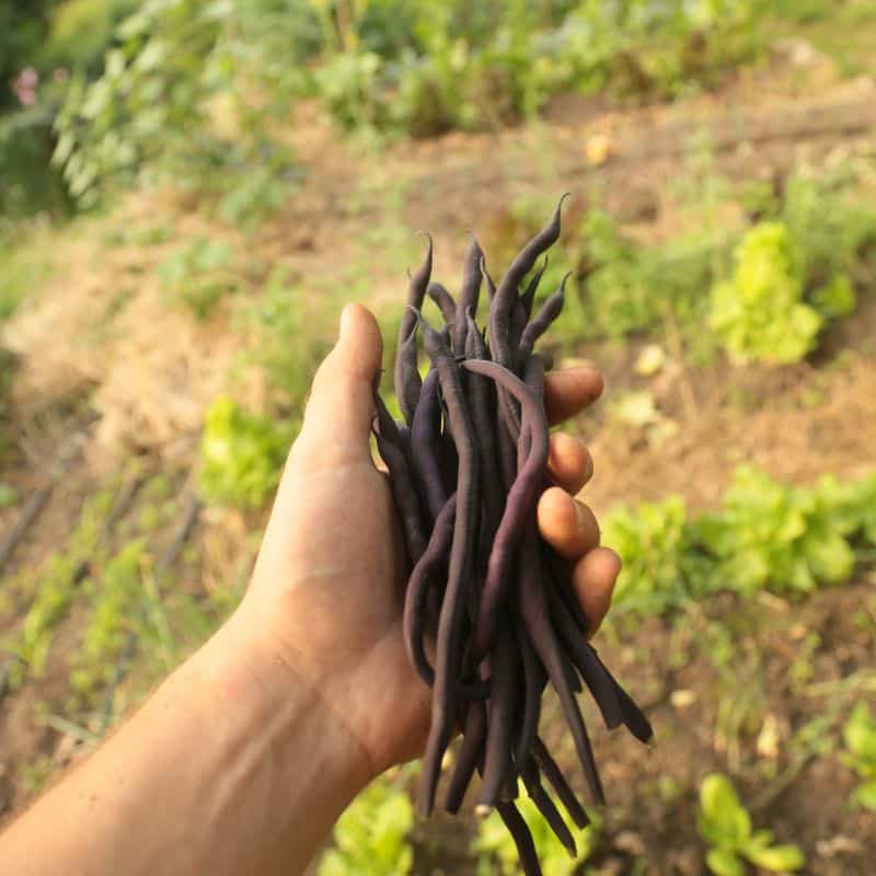 haricots violets carminat