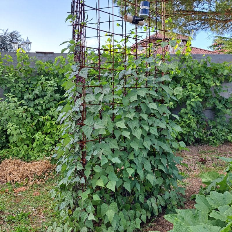 haricots struture