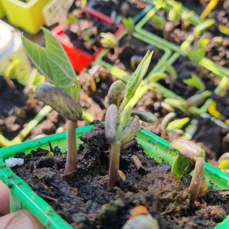 haricots en godet