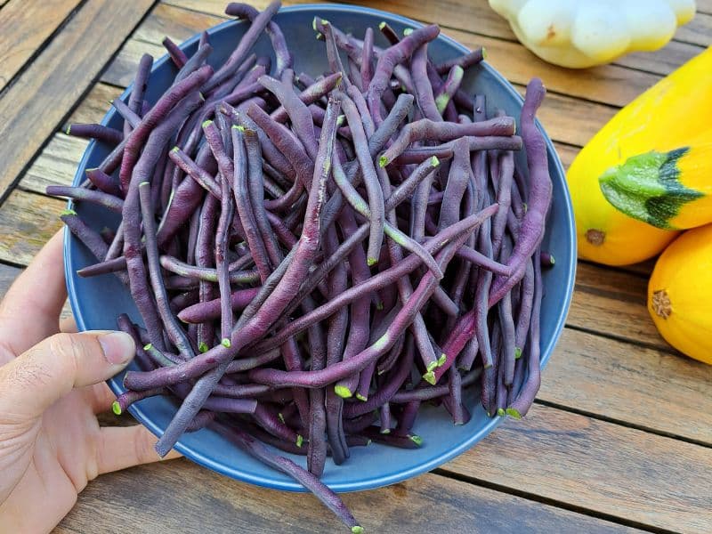 récolte haricots