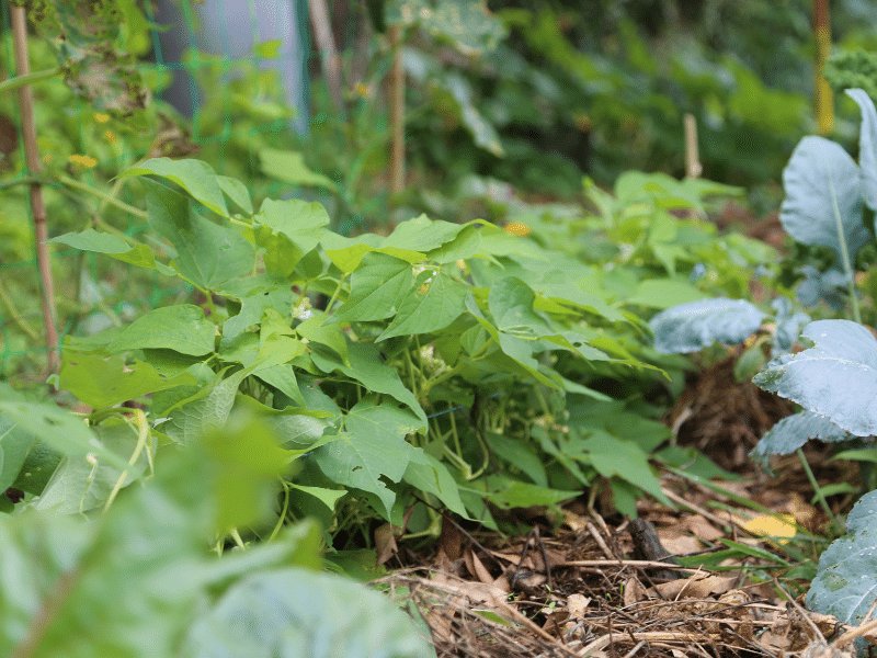 paillage haricots