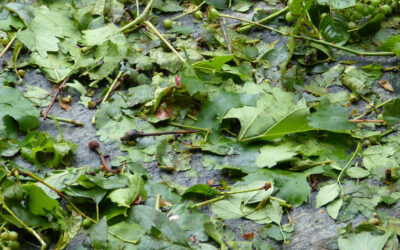 [Article abonnés]  Alerte grêle au potager