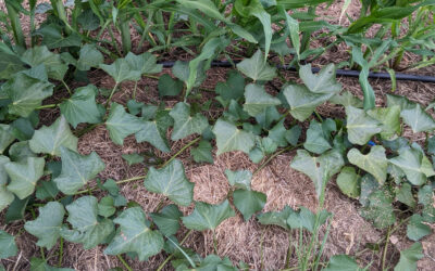 [Article abonnés]  La culture de la patate douce au potager d&rsquo;Olivier